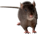 Rodent Control Pest Control Service Frederick MD
